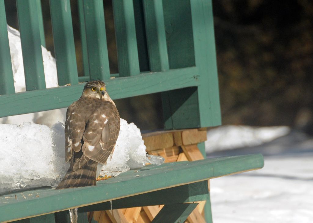 Sharp-shinned hawk